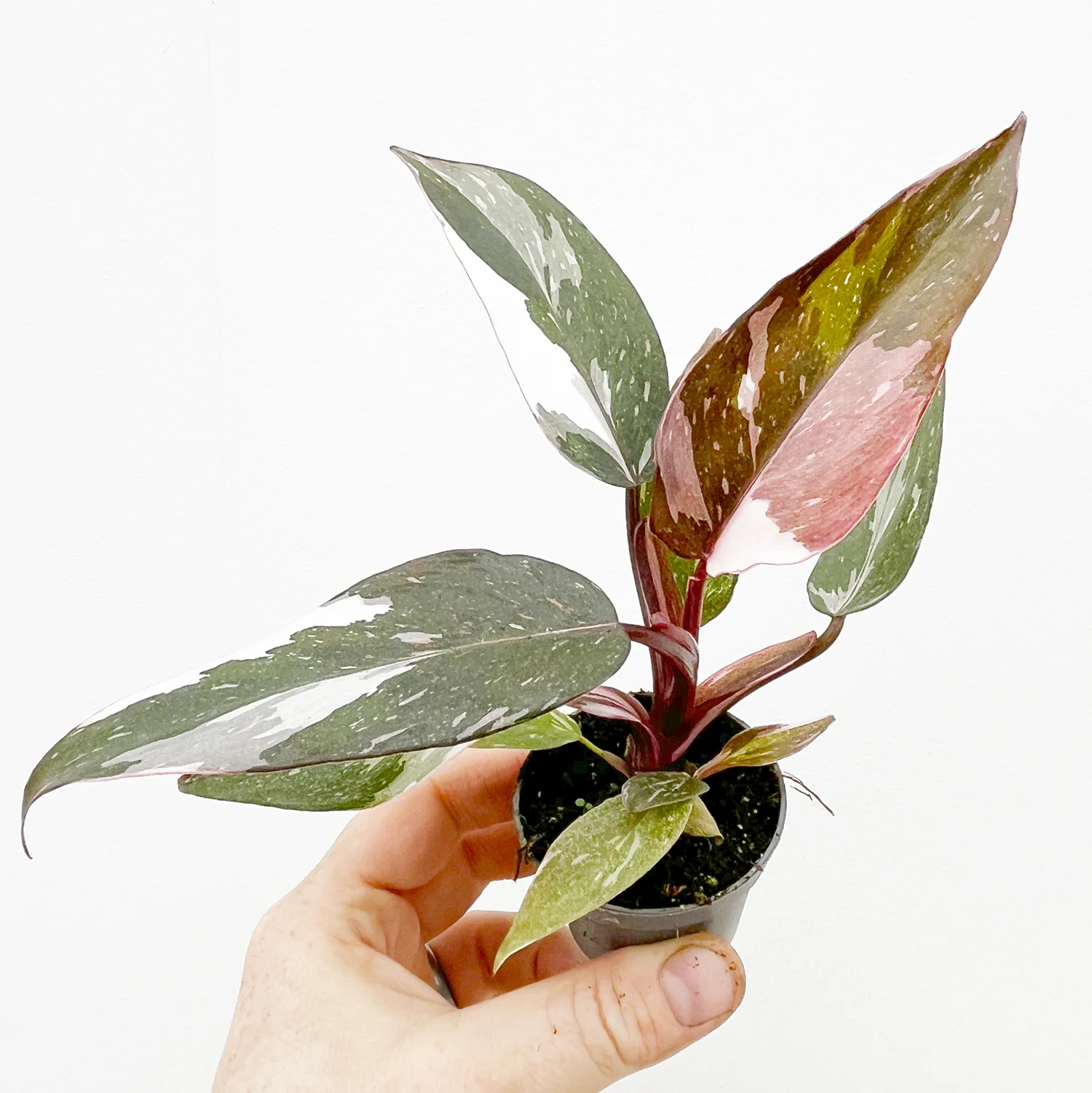 Baby Philodendron Red Anderson