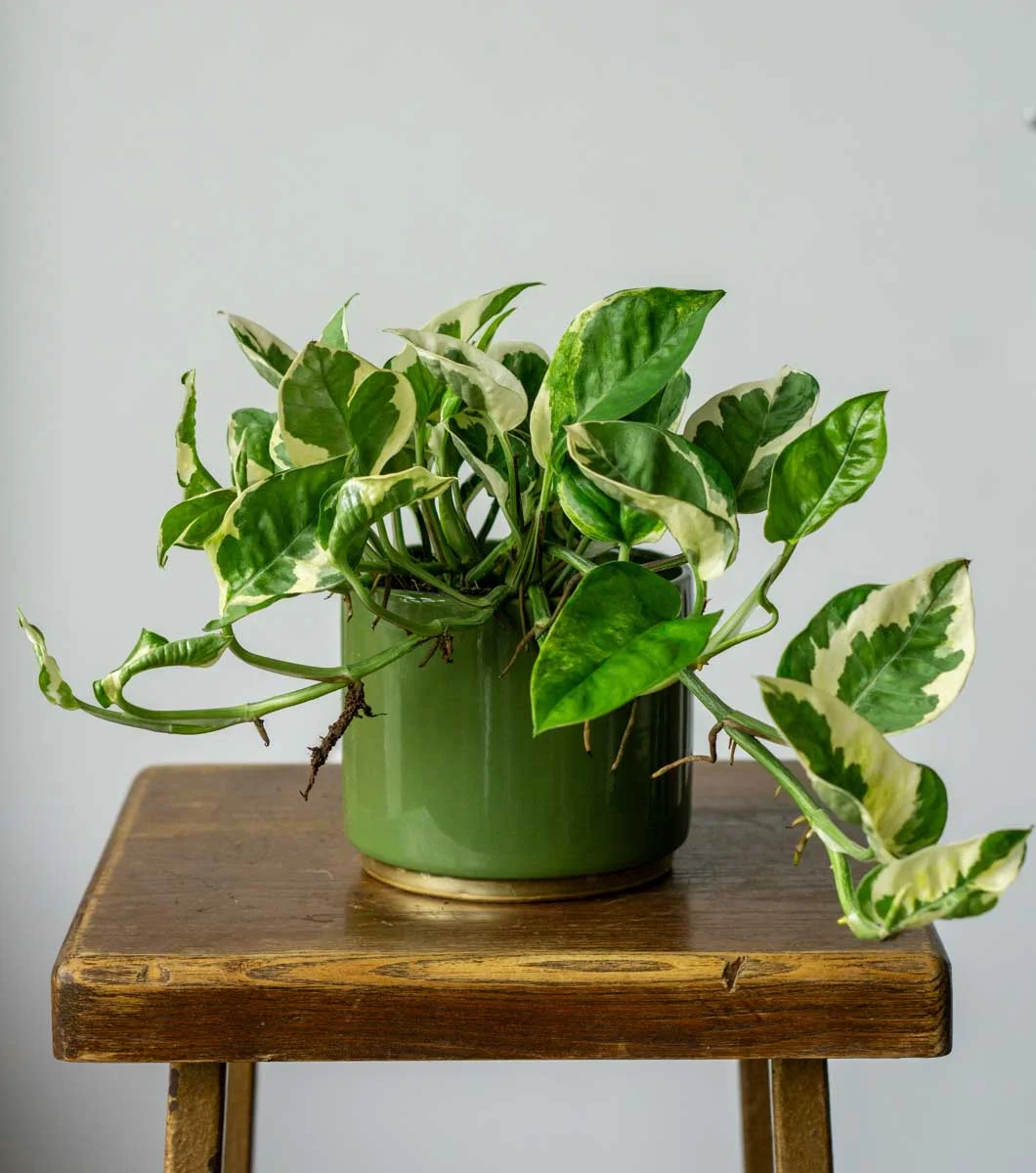 Epipremnum Aureum N'Joy (Zachran ma)