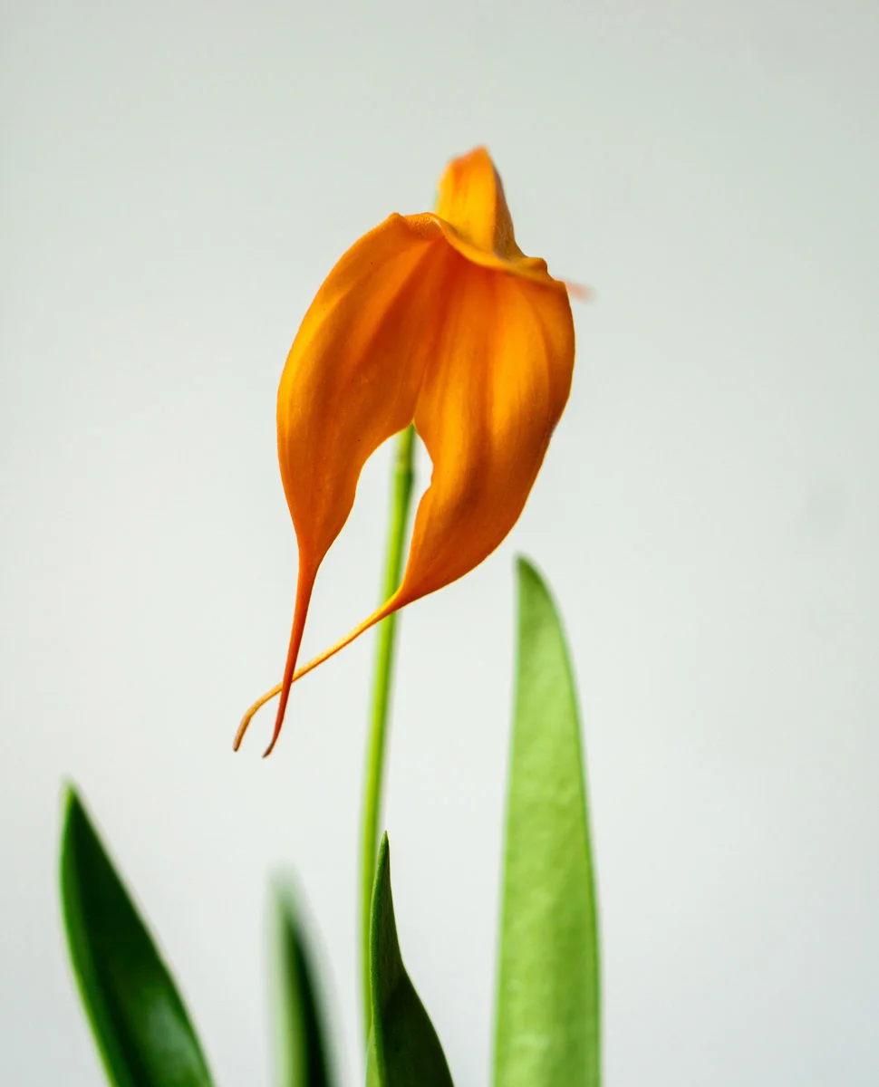 Masdevallia
