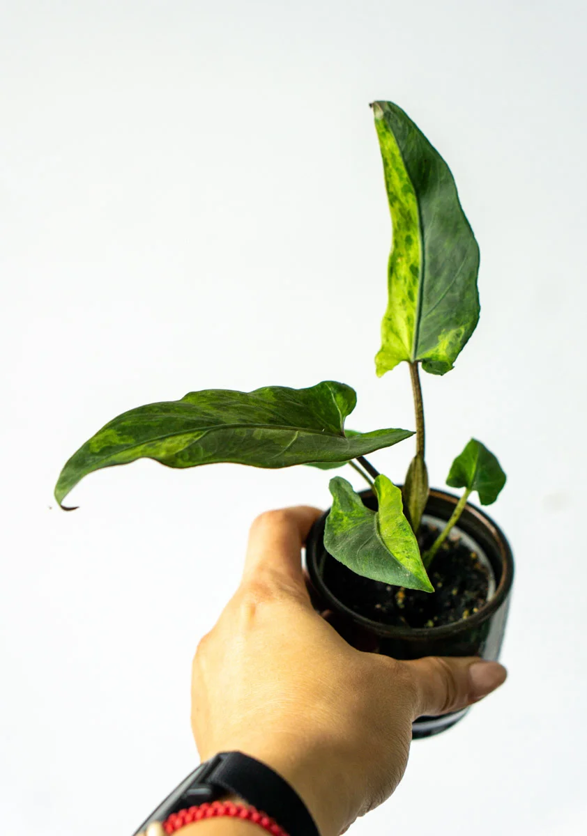 Baby Alocasia Lauterbachiana variegata (Zachran ma)