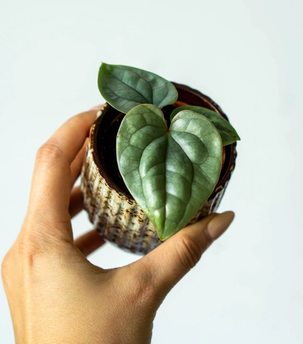 Baby Anthurium Luxurians platinum