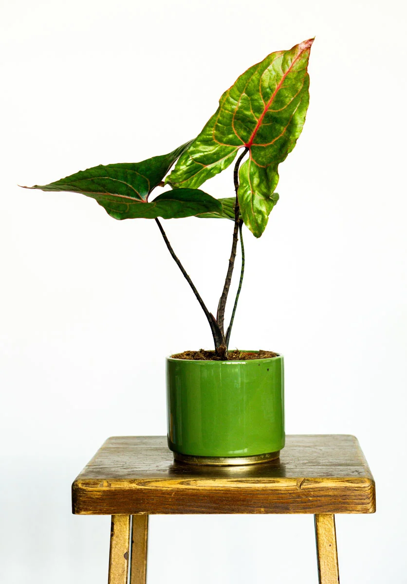 Alocasia Cyrtosperma Jhonstonii Black Jack (Zachran ma)