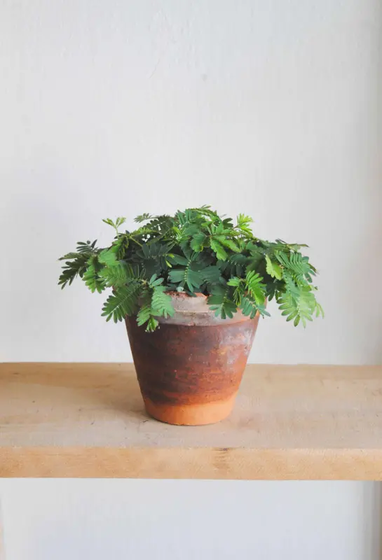 Mimosa Pudica - Citlivka