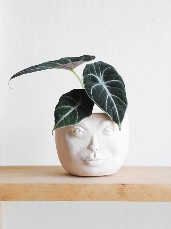 Alocasia Black Velvet
