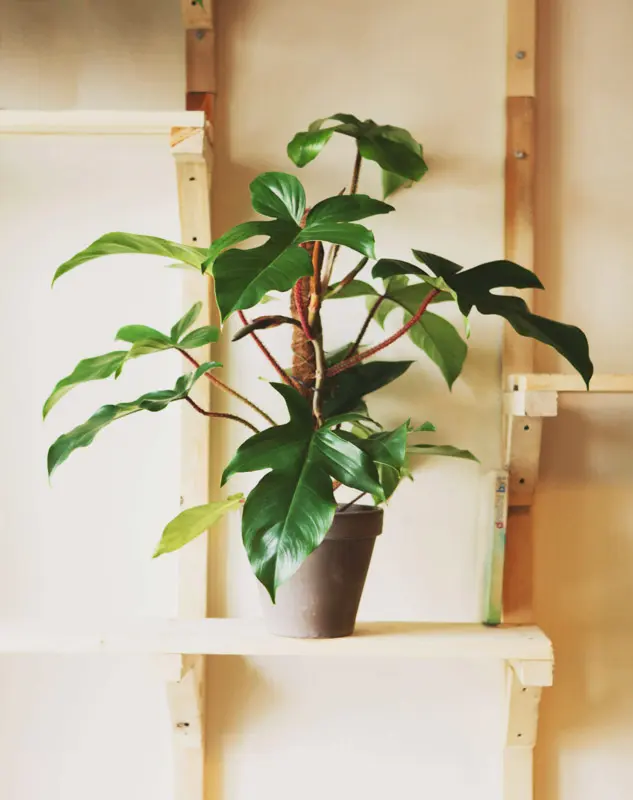 Philodendron Squamiferum