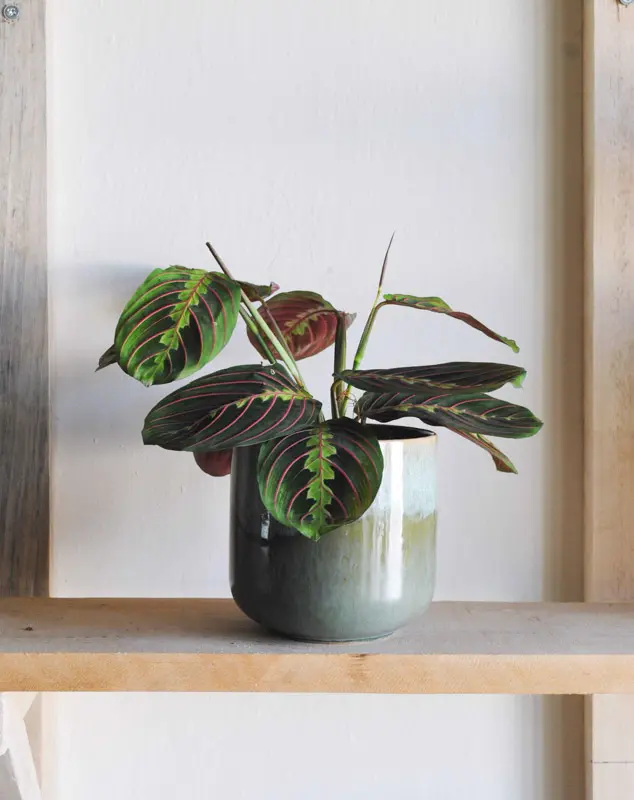 Maranta Leuconeura "Fascinator" - erythroneura