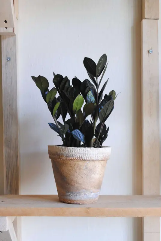 Zamioculcas Raven