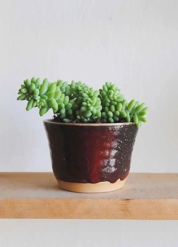 Sedum Burrito