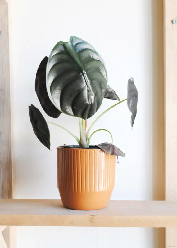 Alocasia Cuprea "Red Secret"