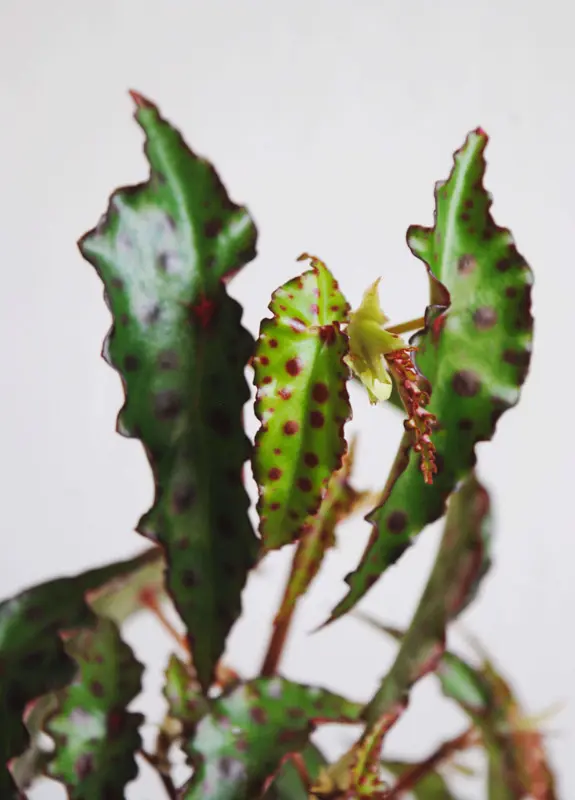 Baby Begonia amphioxus