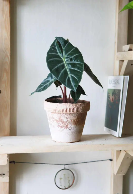 Alocasia Pink Dragon (zachran ma)