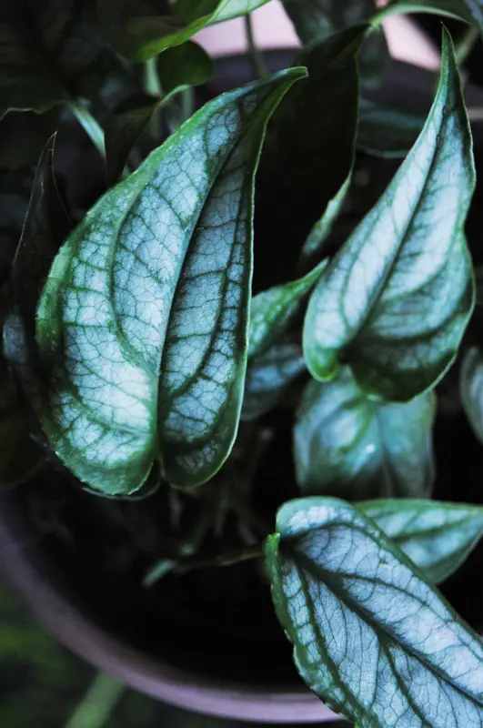 Monstera Siltepecana