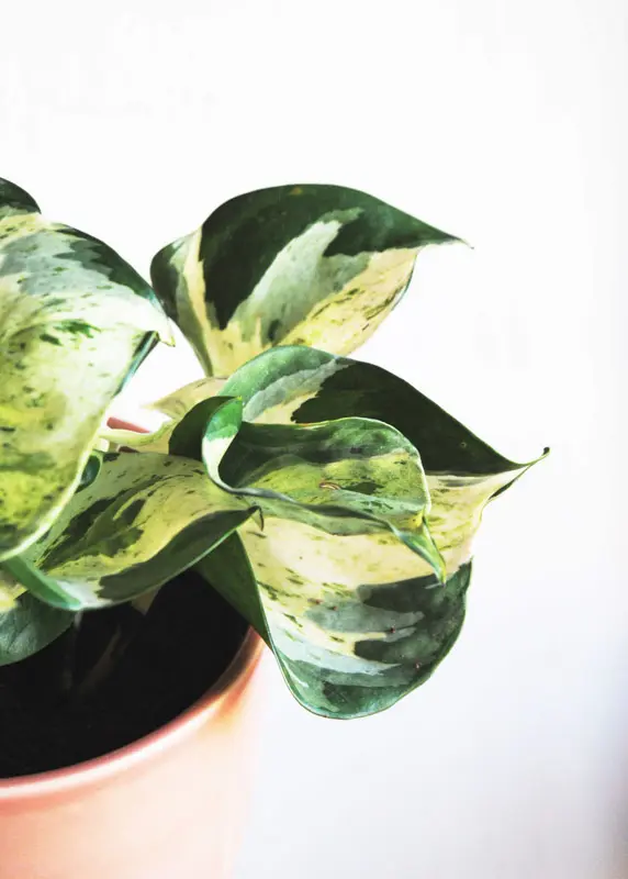 Epipremnum Aureum "Manjula" - Happy Leaf