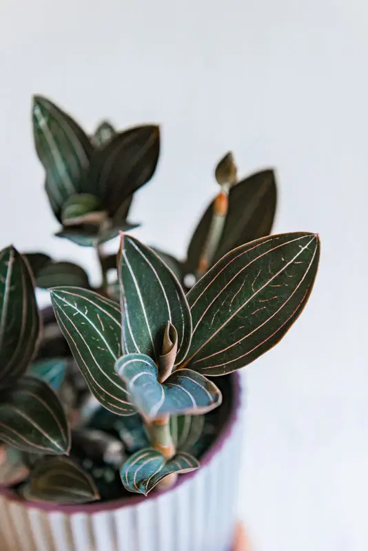 Ludisia Discolor- Jewel Orchid