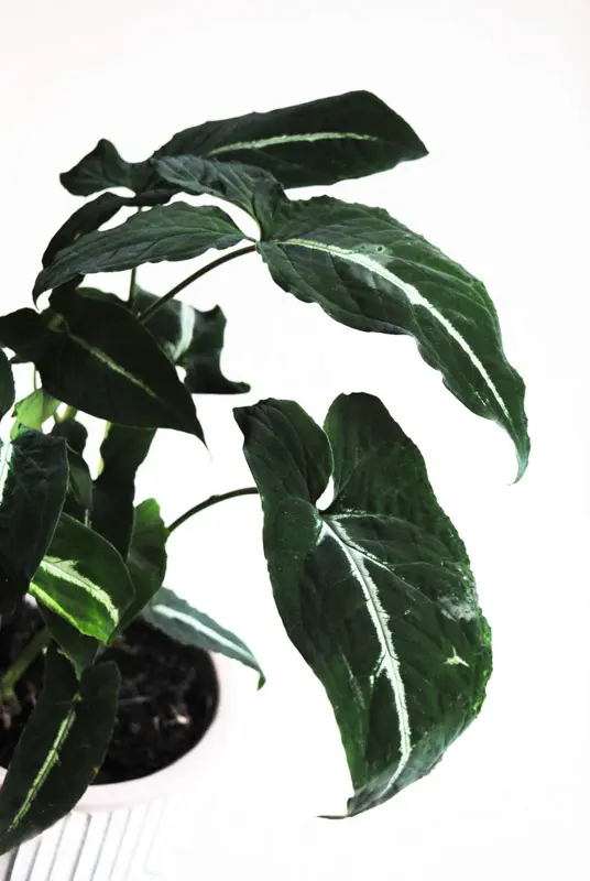 Syngonium Wendlandii