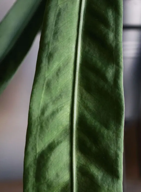 Anthurium Pallidiflorum