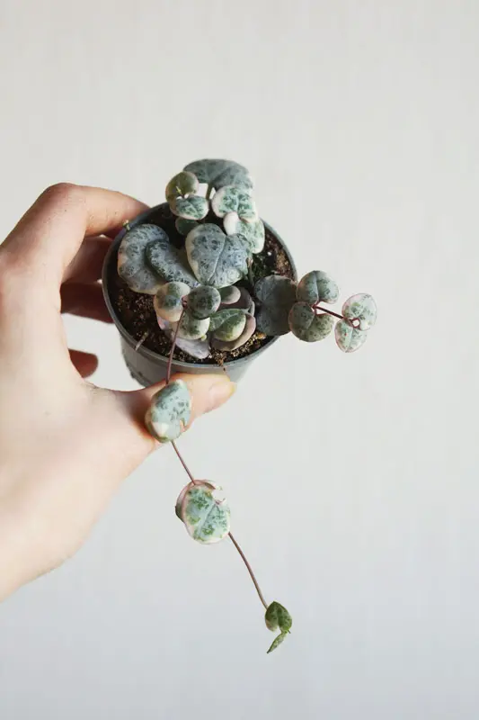 Baby Ceropegia Woodii Marlies 'Variegata'