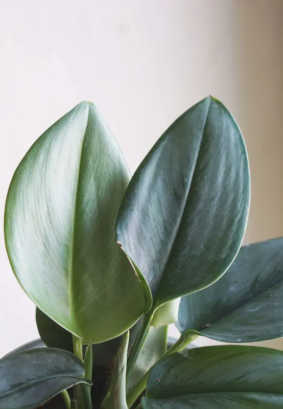 Scindapsus treubii "Moonlight"