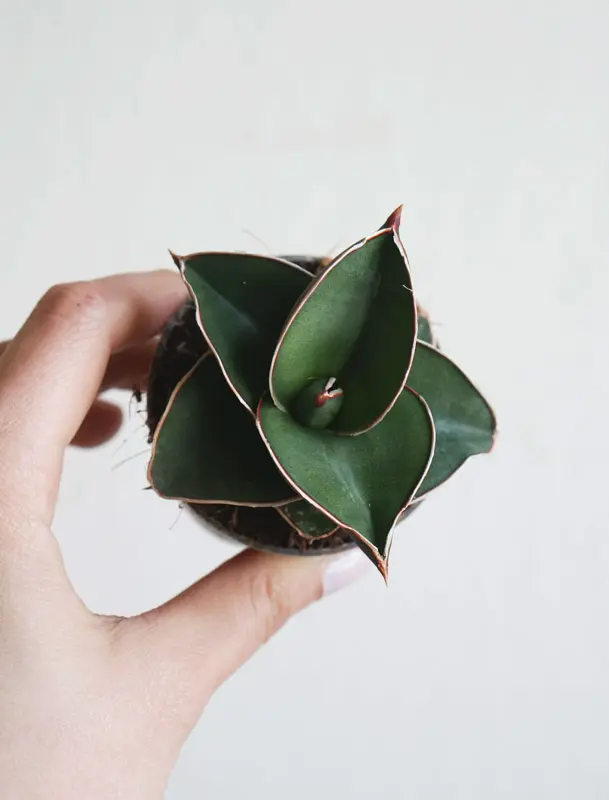 Baby Sansevieria Ehrenbergii 'samurai' (Zachran ma)