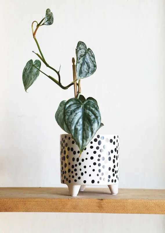 Baby Philodendron Brandtianum