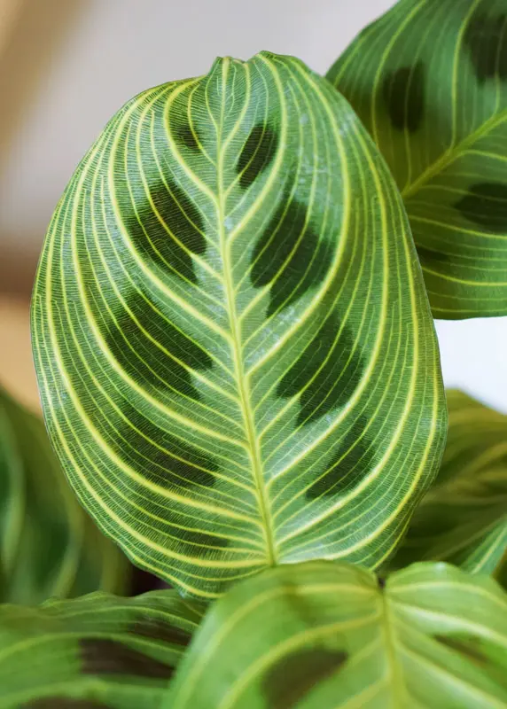 Maranta Light Veins (Zachran ma)