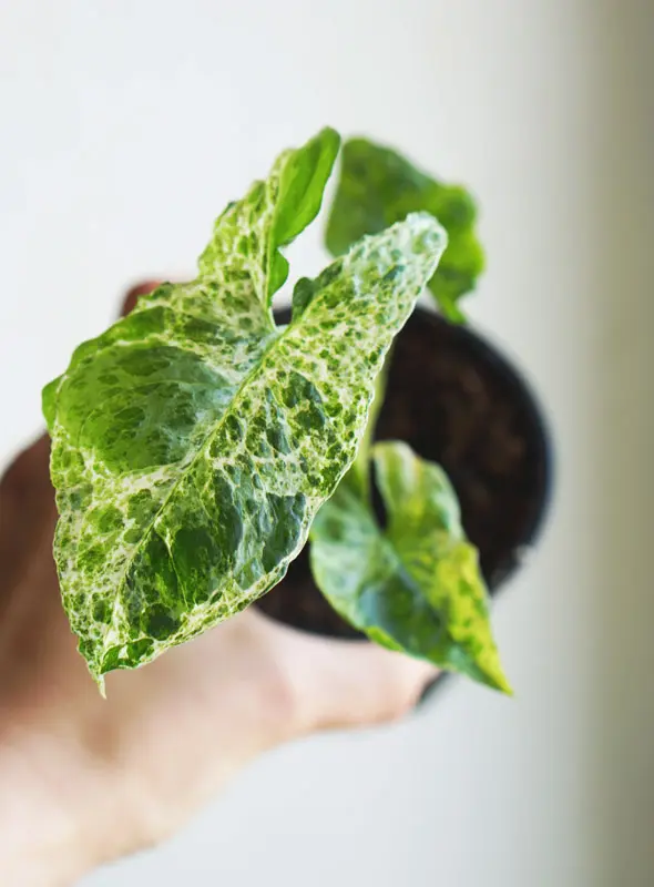 Baby Syngonium Mottled MOJITO