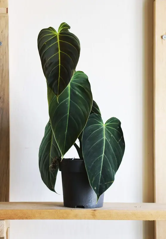 Philodendron Melanochrysum (L) (Zachran ma)