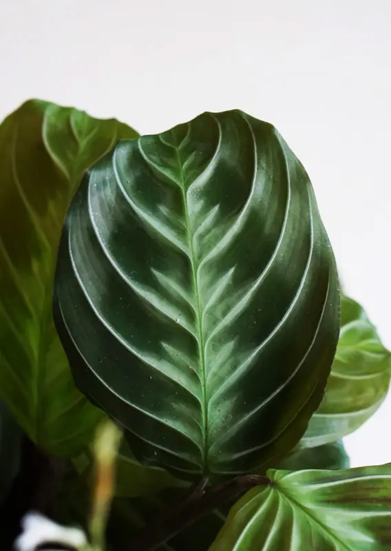 Maranta NoID "Cat Moustache" exclusive