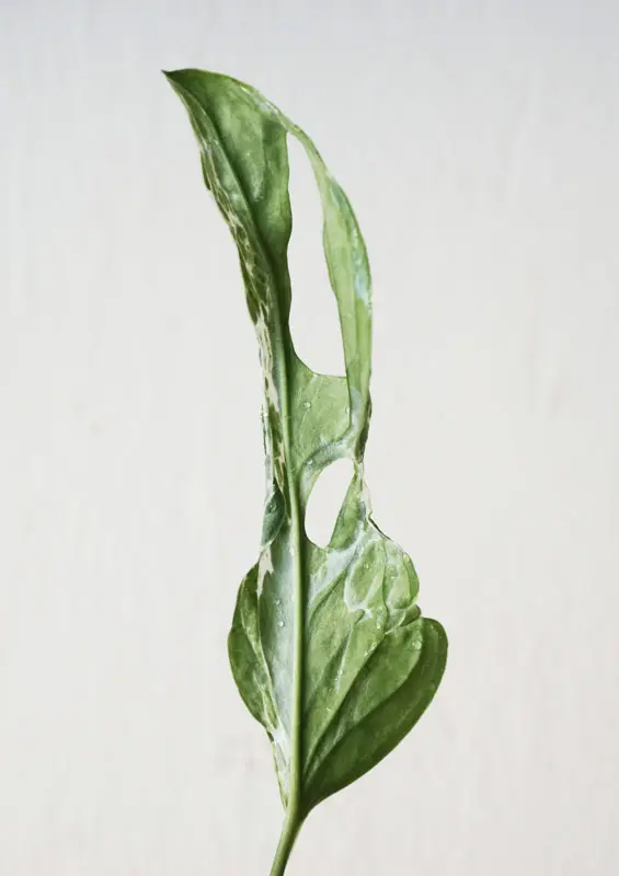 Odrezok Monstera adansonii MINT /Indonesian form