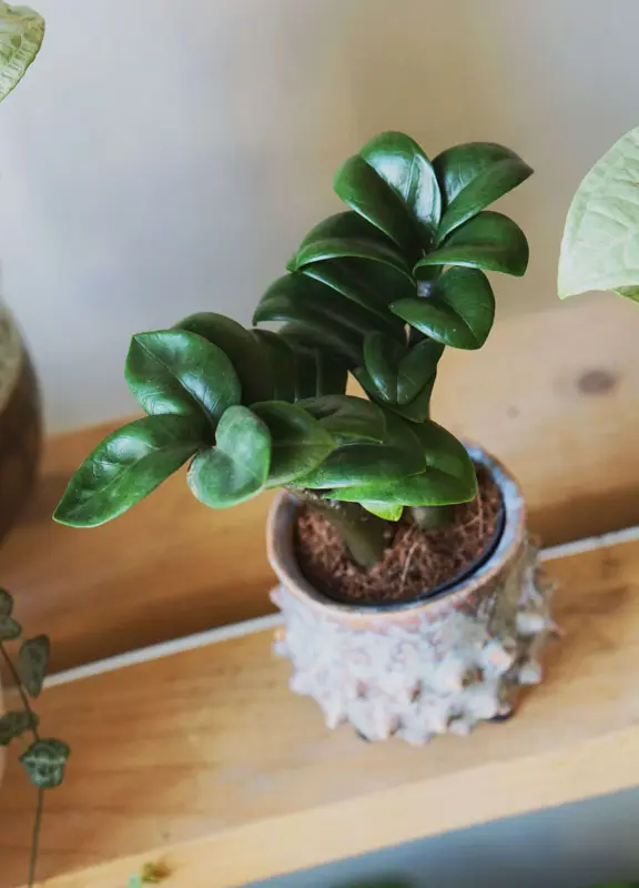 Baby Zamioculcas Zenzi