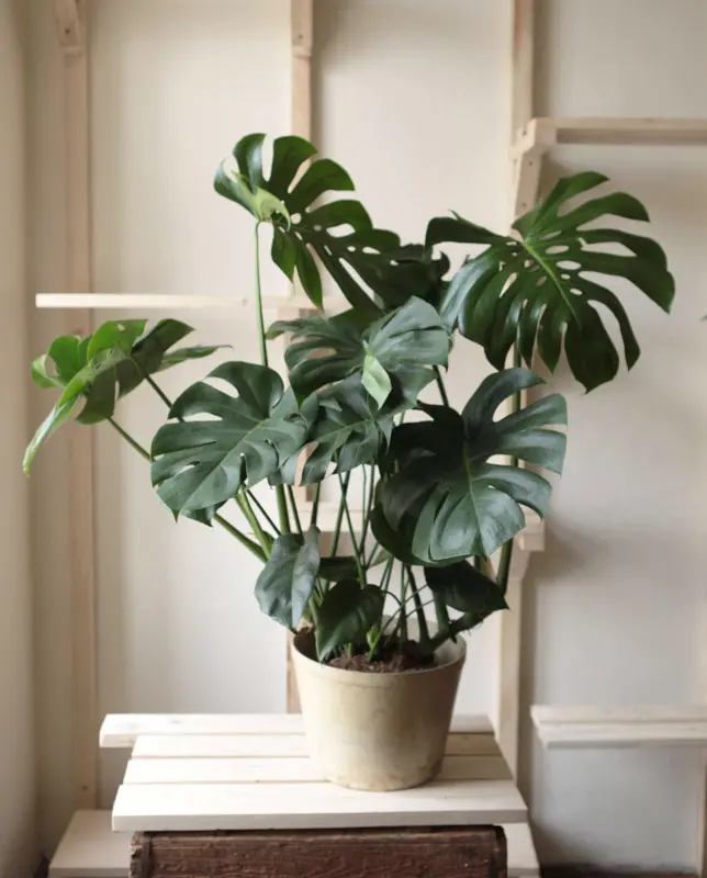 Monstera Deliciosa prava (Len osobne)