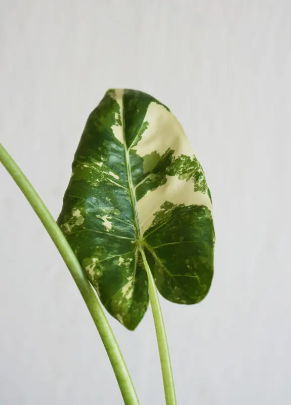 Alocasia macrorrhiza variegata