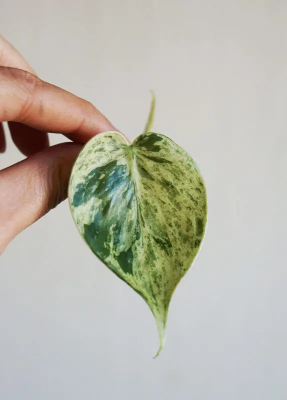 Odrezok Philodendron Hederaceum Scandens variegata (nahodny kusok)