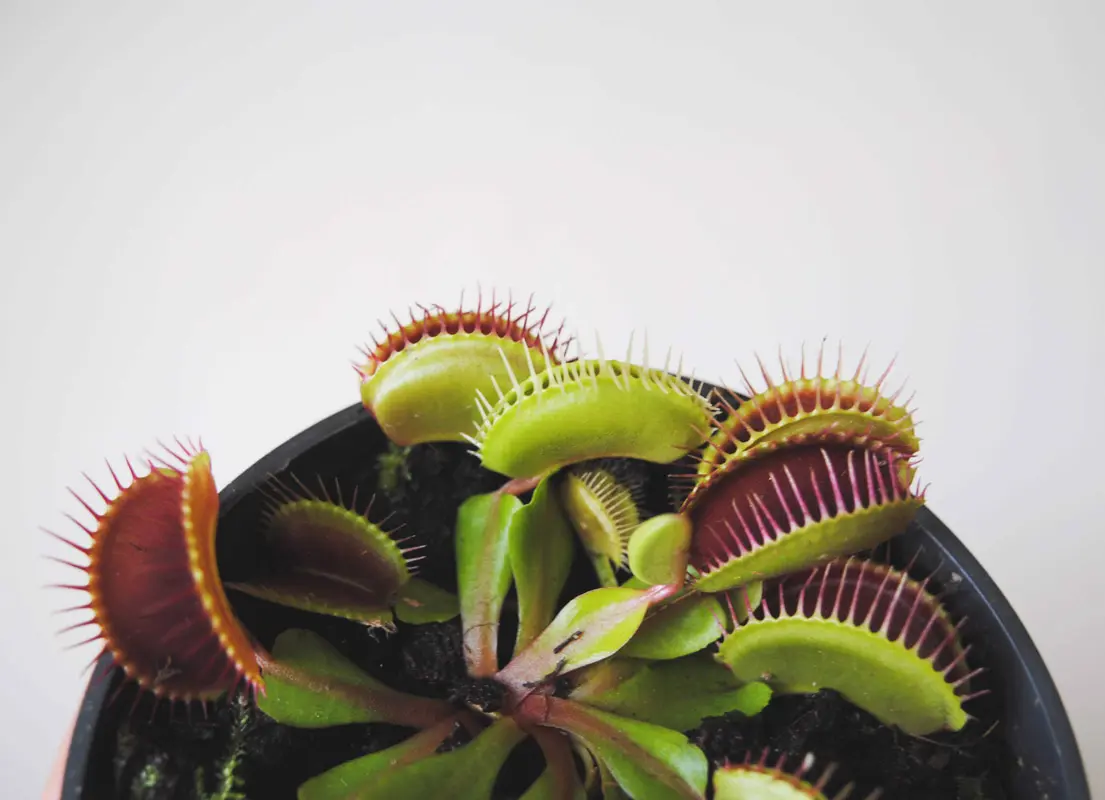 DIONAEA MUSCIPULA - masozravka - (Zachran ma)