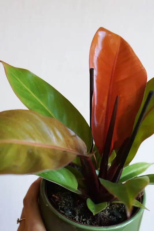 Philodendron Red Sun