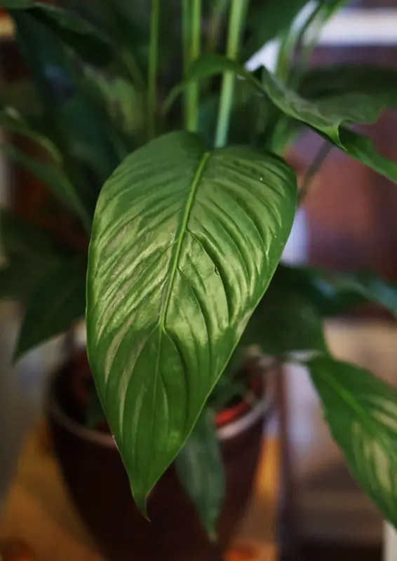 Spathiphyllum Bingo Cupido XXL (len osobne)