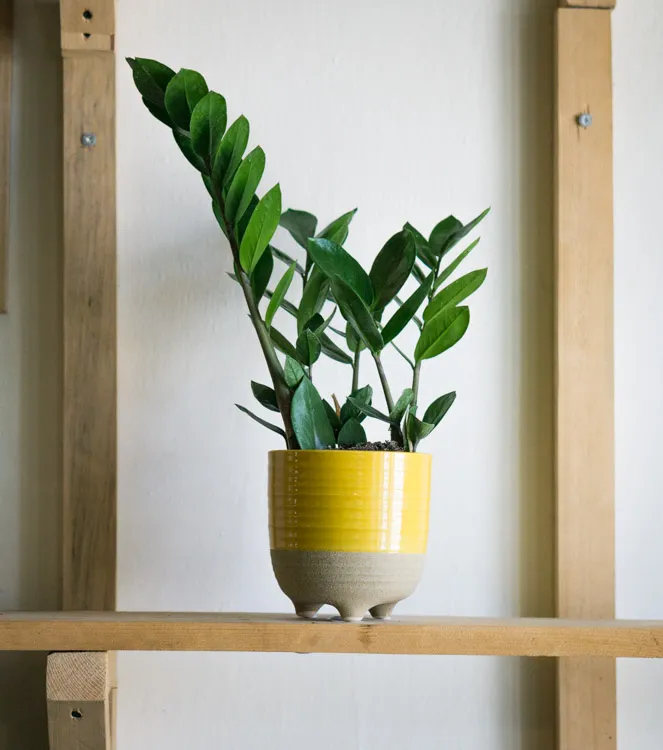 Zamioculcas Zamiifolia