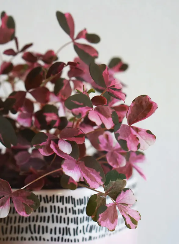 Oxalis Volcano Pink