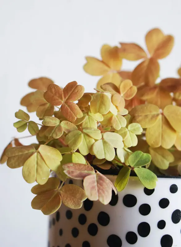 Oxalis spiralis vulcanicola "Sunset velvet"