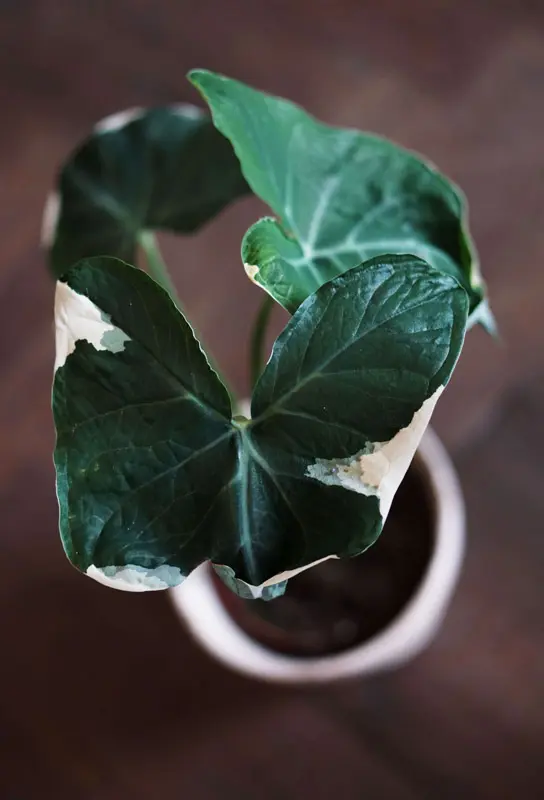 Alocasia Mickey Mouse / Xanthosoma variegata (Zachran ma)