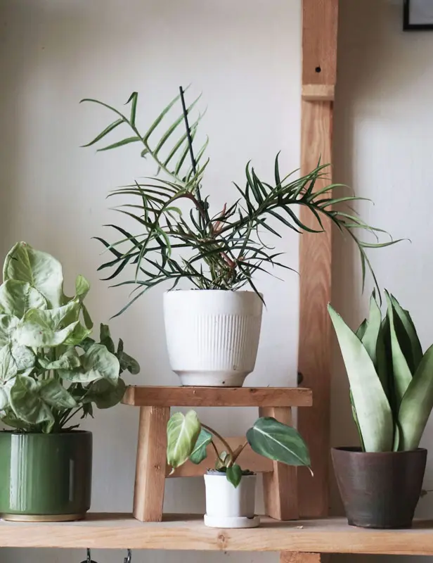 Philodendron polypodioides Tortum