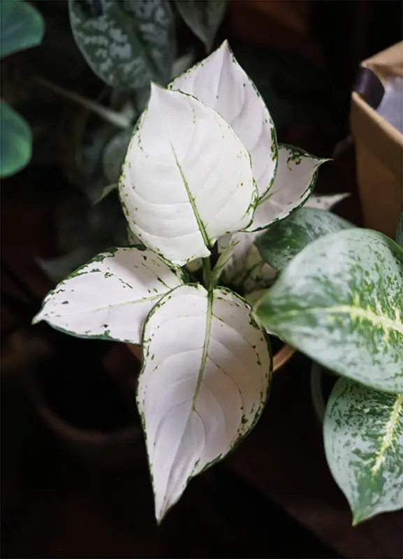 Aglaonema White Joy