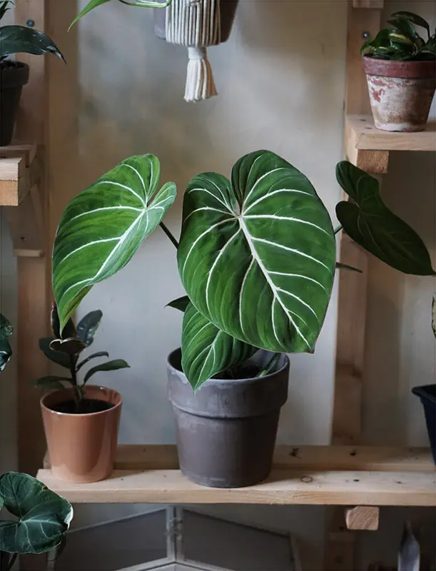 Philodendron Gloriosum Giganteum