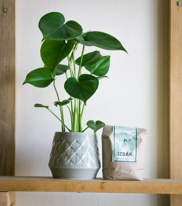 Set Monstera Deliciosa