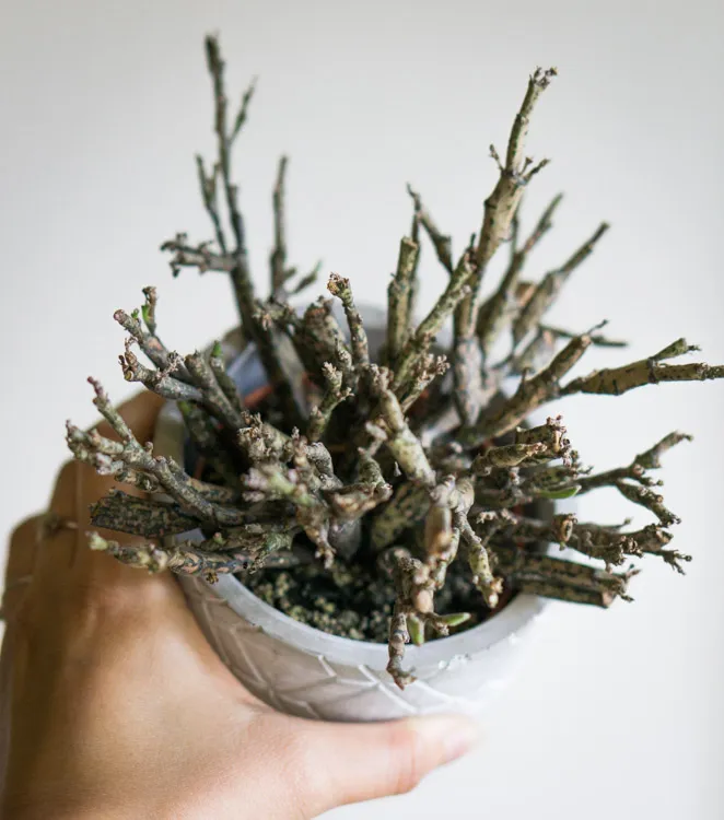 Euphorbia platyclada (Dead Plant)