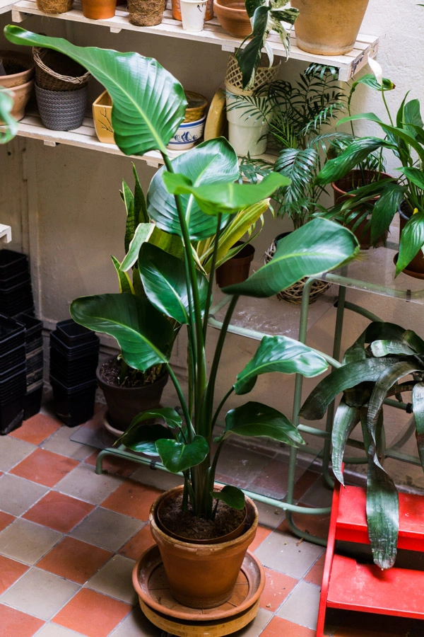 Strelitzia Nicolai (Len osobne) 120cm