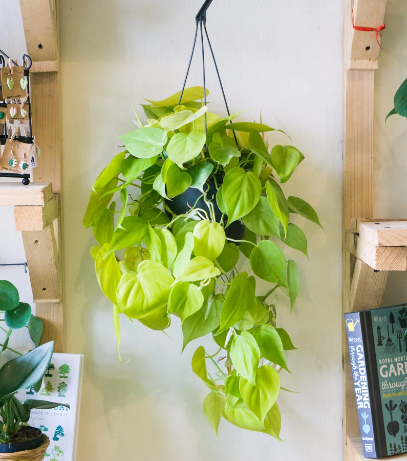 Philodendron Micans Lemon lime XXL