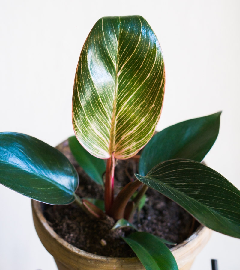 Philodendron Pink Bikini / Birkin EXTRA PINK