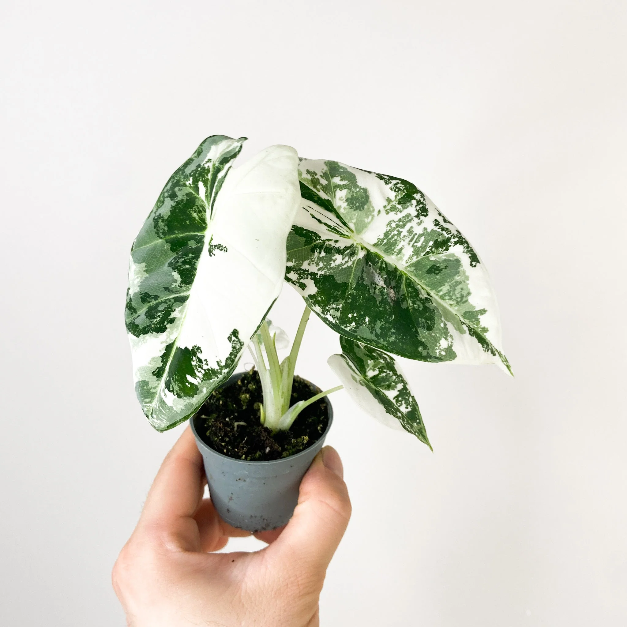 Baby Alocasia Micholitziana Frydek (Zachran ma) variegata (silna fullmoon variegacia)
