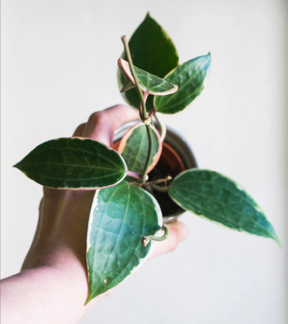 Hoya Macrophylla albomarginata variegata